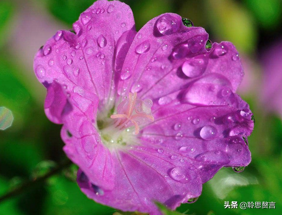 古代祝女子生辰诗词（生日赠言古风八个字）