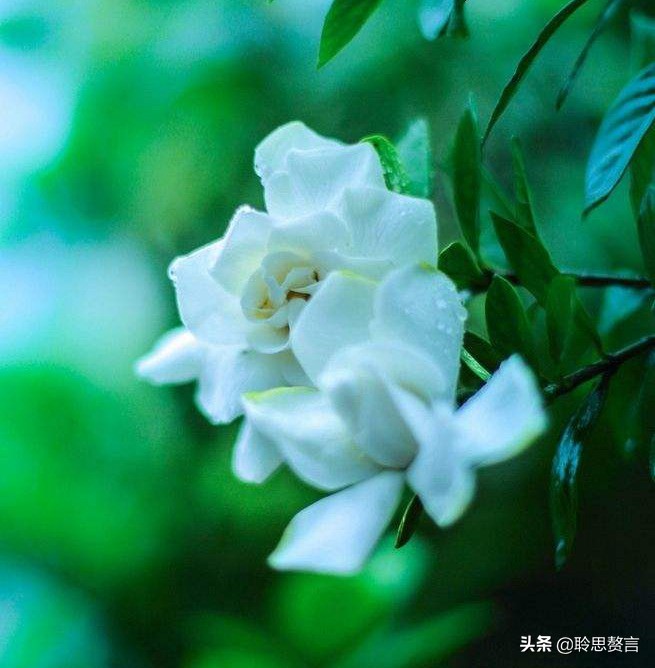 古代祝女子生辰诗词（生日赠言古风八个字）