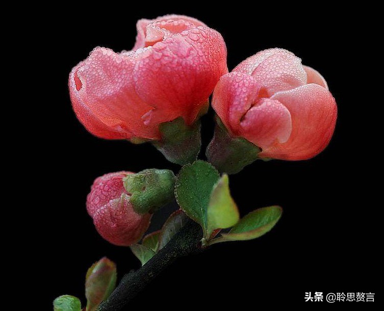 古代祝女子生辰诗词（生日赠言古风八个字）
