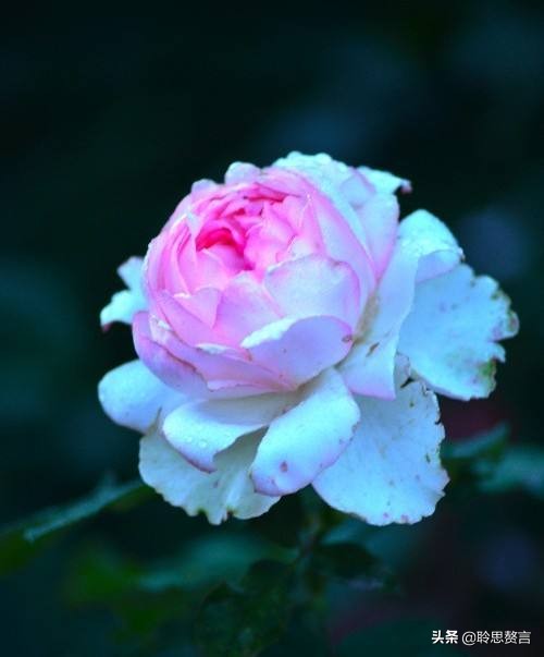 古代祝女子生辰诗词（生日赠言古风八个字）