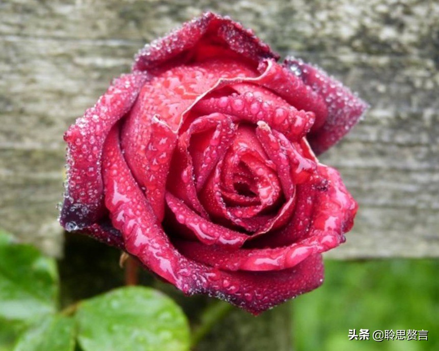 古代祝女子生辰诗词（生日赠言古风八个字）