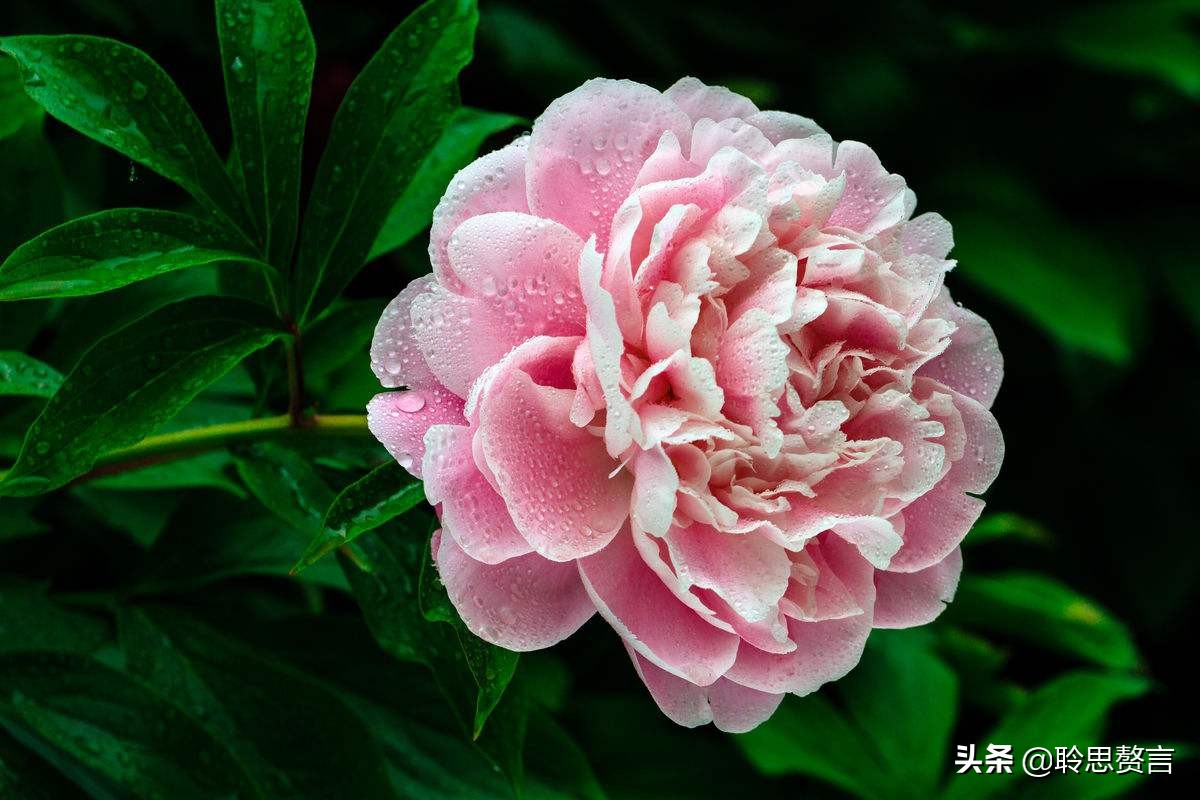 古代祝女子生辰诗词（生日赠言古风八个字）