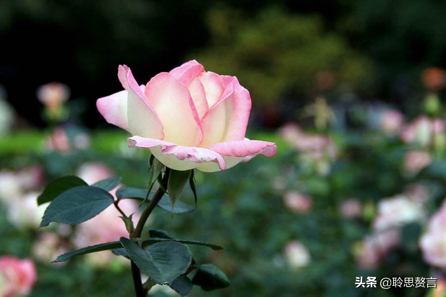 古代祝女子生辰诗词（生日赠言古风八个字）