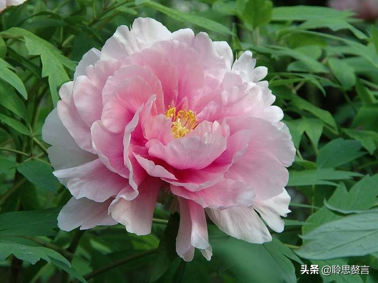 古代祝女子生辰诗词（生日赠言古风八个字）