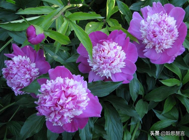 古代祝女子生辰诗词（生日赠言古风八个字）