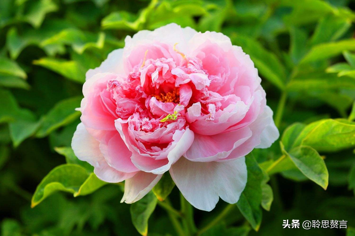 古代祝女子生辰诗词（生日赠言古风八个字）