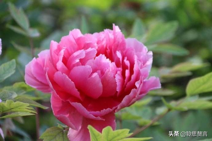 古代祝女子生辰诗词（生日赠言古风八个字）