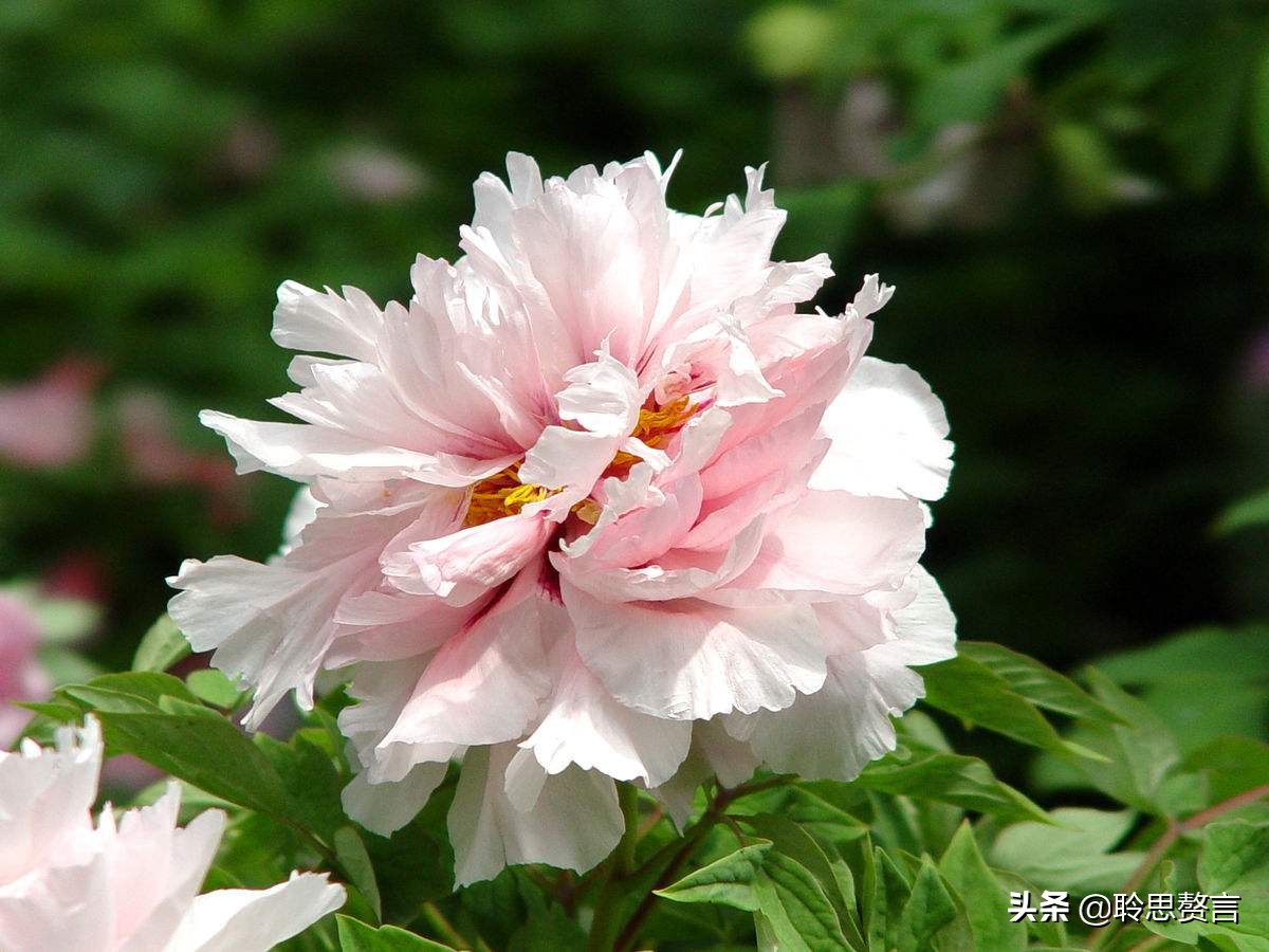 古代祝女子生辰诗词（生日赠言古风八个字）