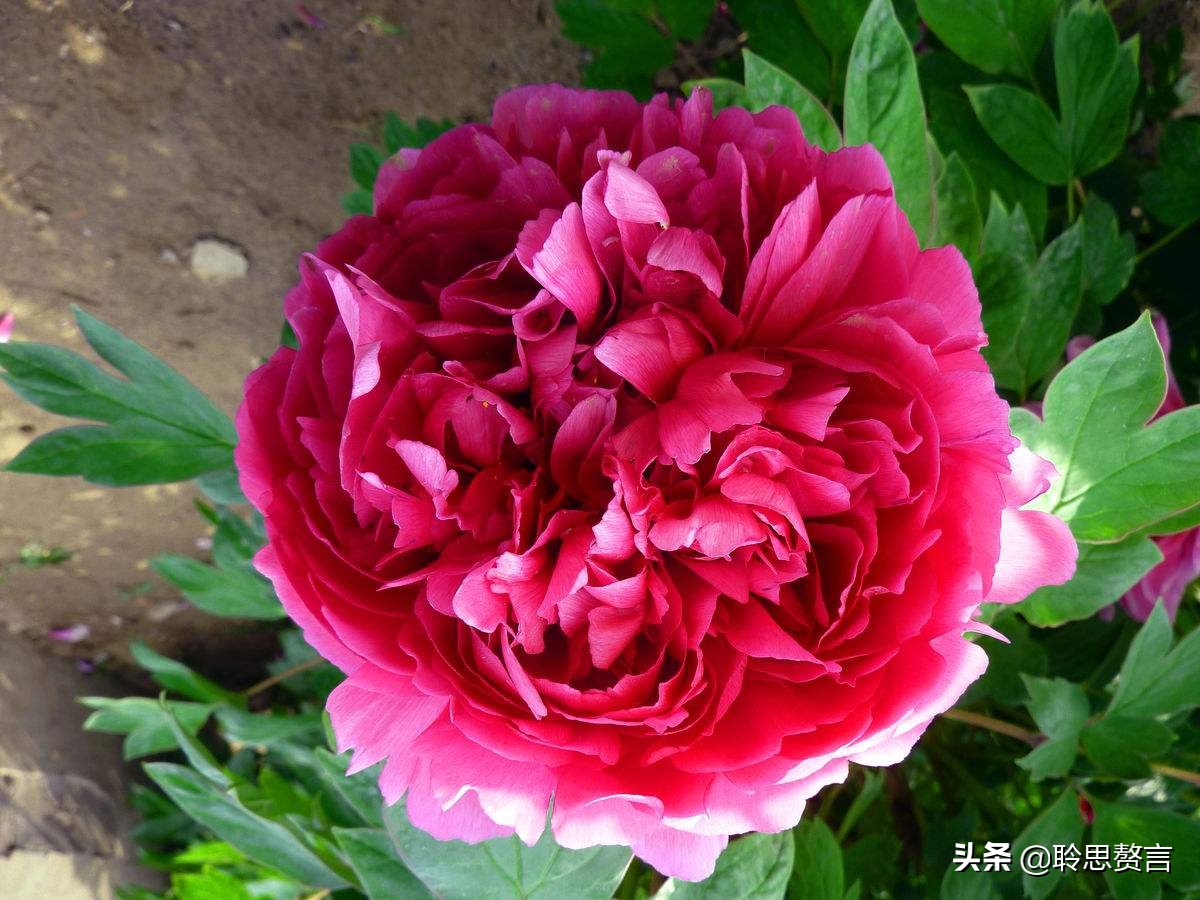 古代祝女子生辰诗词（生日赠言古风八个字）