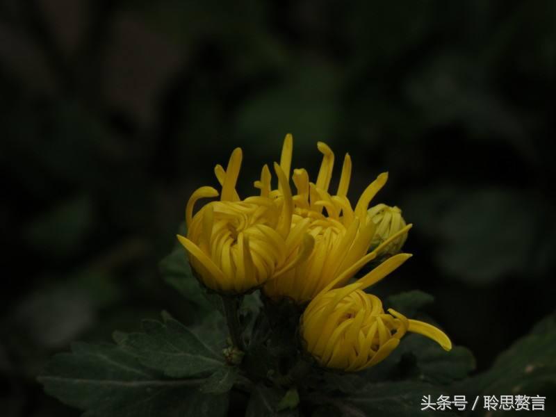 表达托物言志的诗句有哪些（精选20首历代托物言志诗）