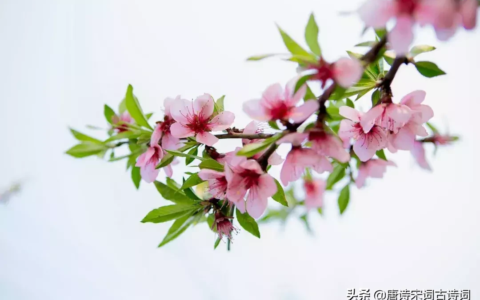 关于桃花的诗句古诗（桃花的浪漫诗句）