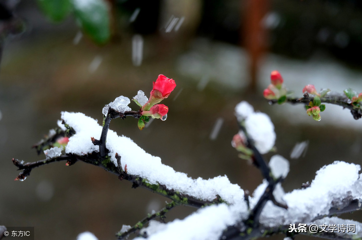 春雪古诗翻译全文翻（春雪全诗鉴赏）