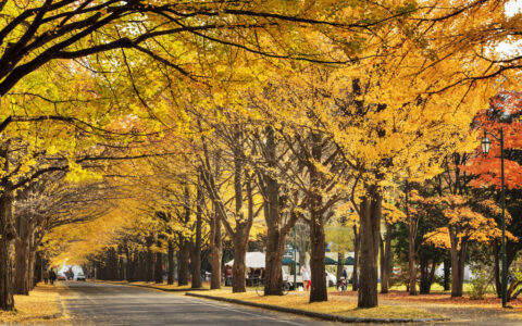 叶落归根的意思（落叶归根意思解释 ）