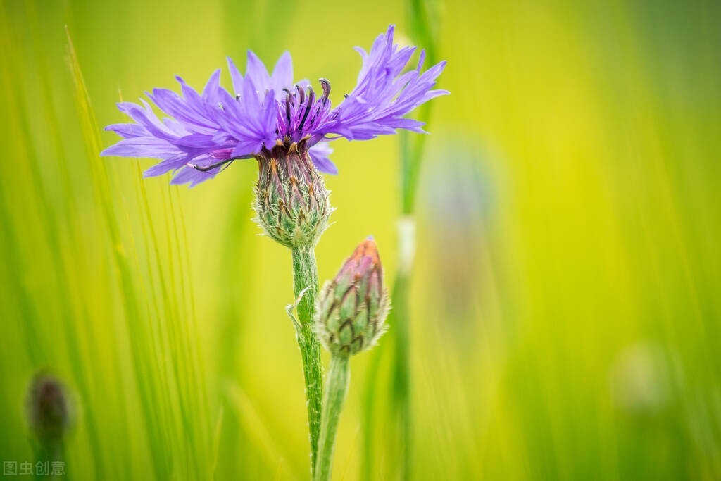 春天景色描写的句子（形容春天景色的优美句子）