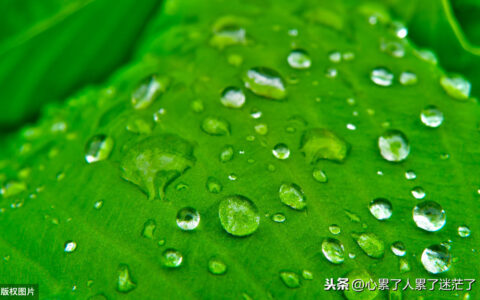 最好的付出心态感悟怎么写（平常心态决定一切的感悟）