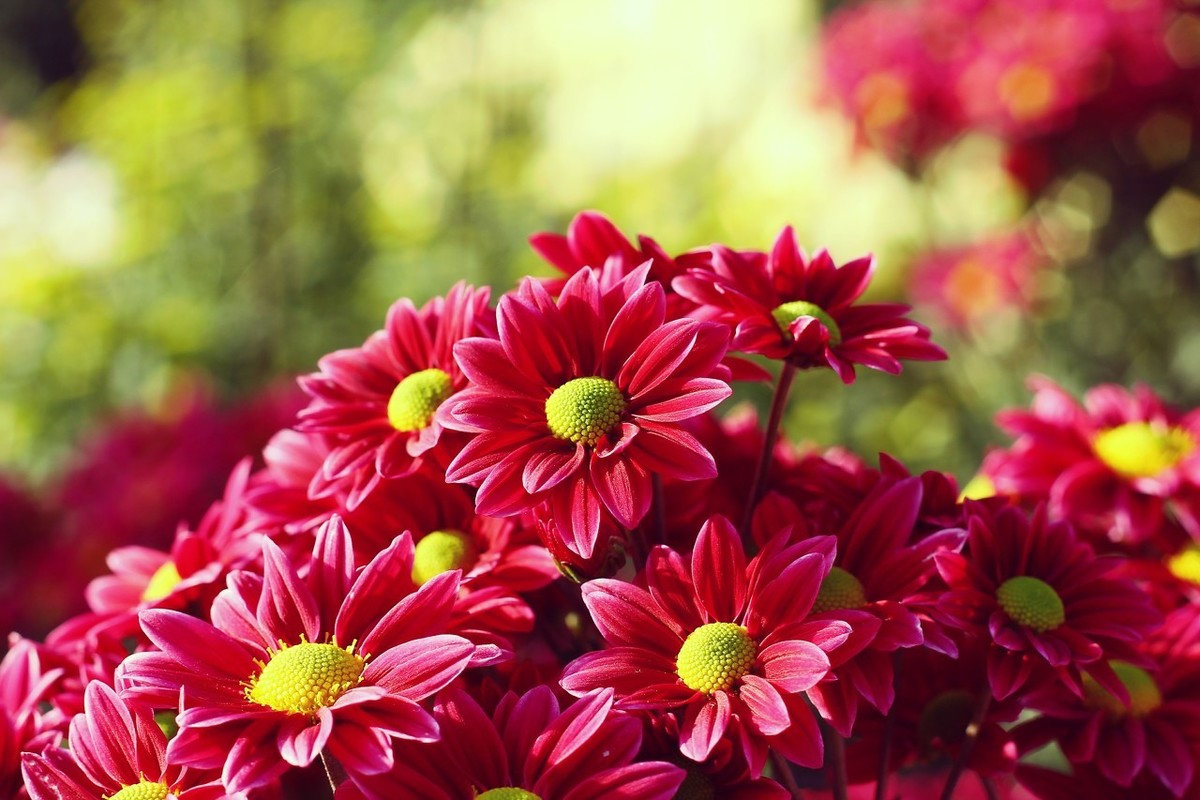 关于春节的古诗四句（关于春天的古诗分享）