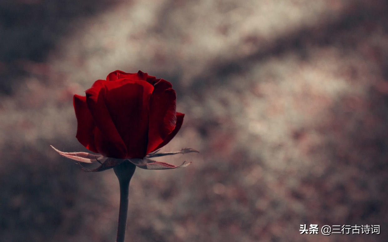 形容知己难求的诗句（最经典的知音难觅诗句）