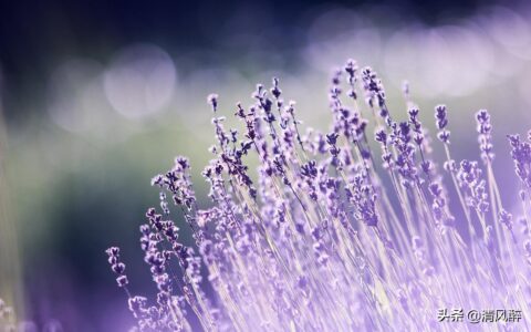 有内涵的句子说说（简短又暗含深意的句子）