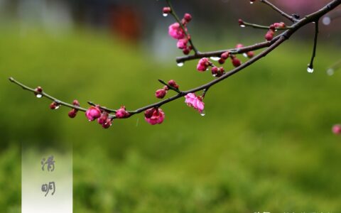 和清明节有关的诗有哪些（清明古诗全解诗意）