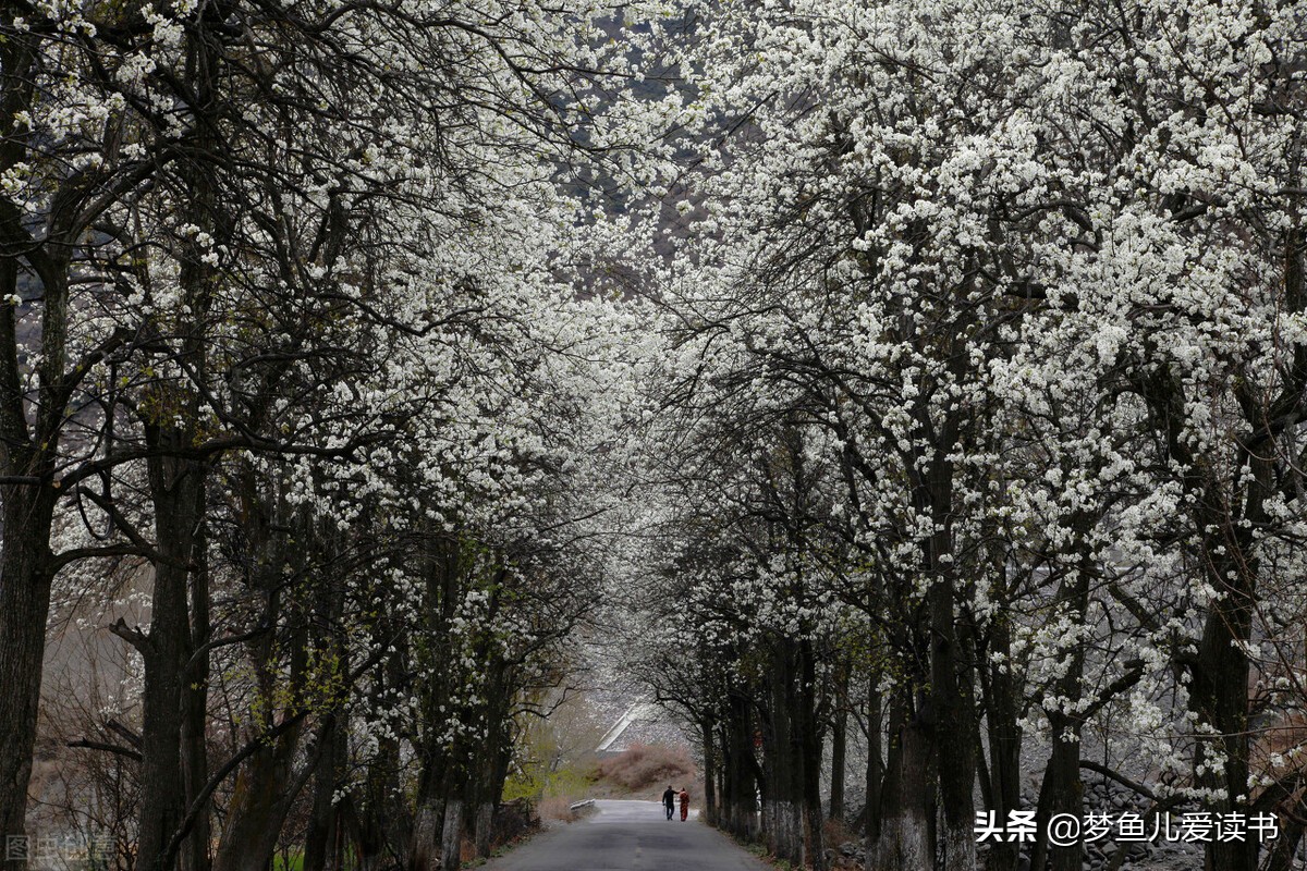 和清明节有关的诗有哪些（清明古诗全解诗意）