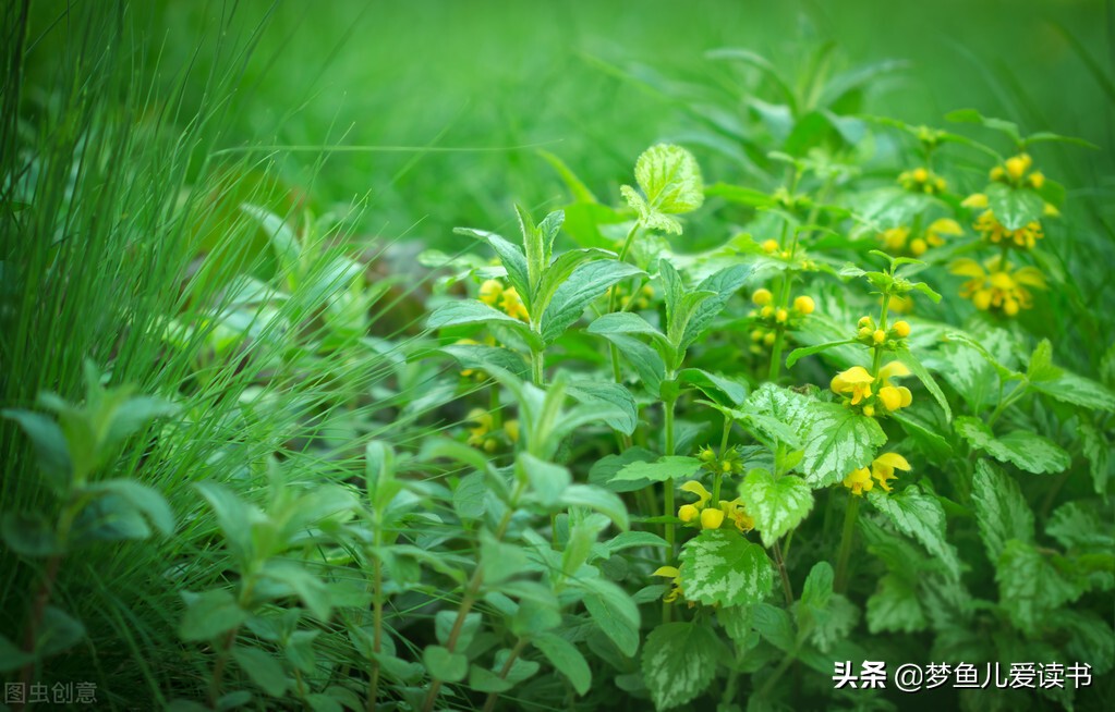 和清明节有关的诗有哪些（清明古诗全解诗意）