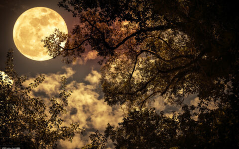 塞上听吹笛翻译及赏析（原文翻译及赏析）