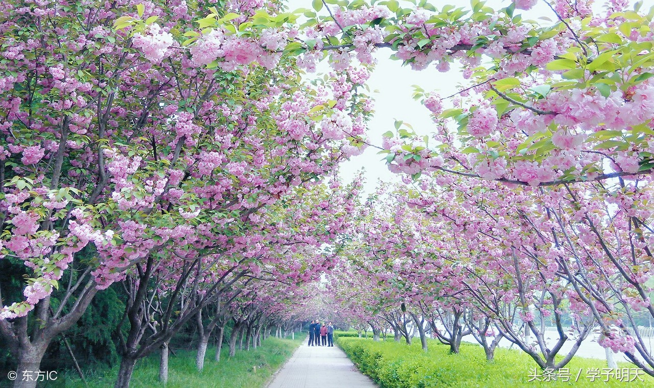 春夜喜雨唐杜甫古诗带拼音（春夜喜雨的注释和翻译）
