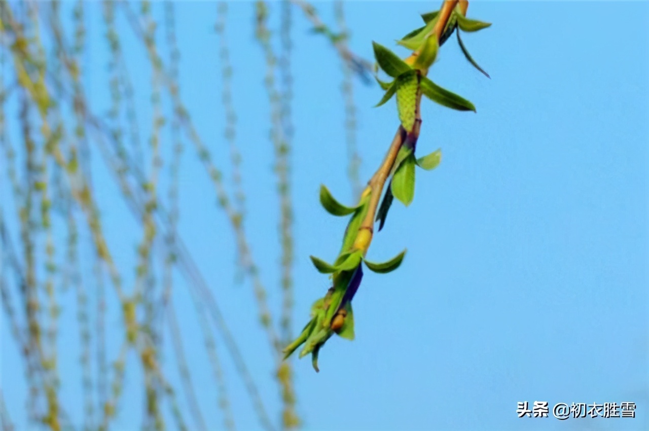 早春的古诗有哪些（描写早春的5首著名古诗）