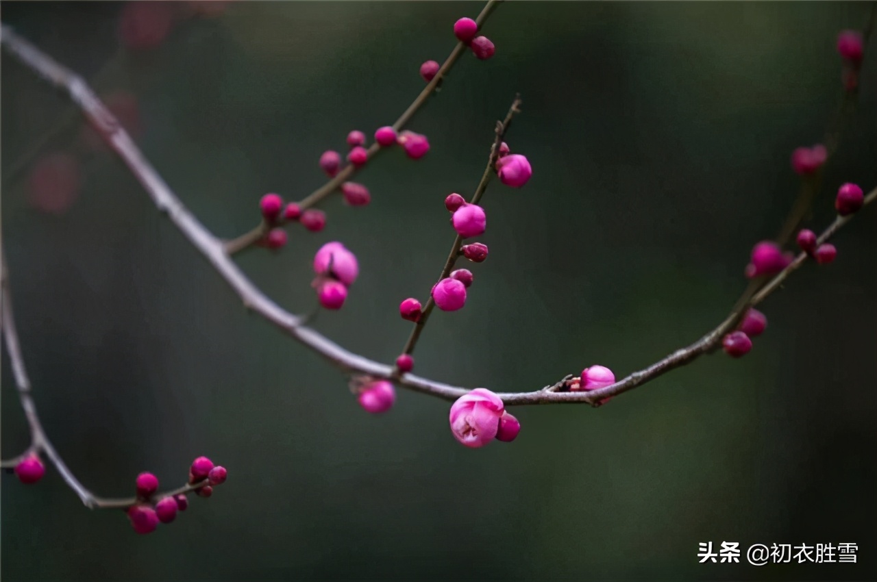 早春的古诗有哪些（描写早春的5首著名古诗）