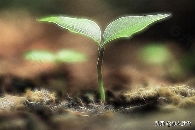 早春的古诗有哪些（描写早春的5首著名古诗）