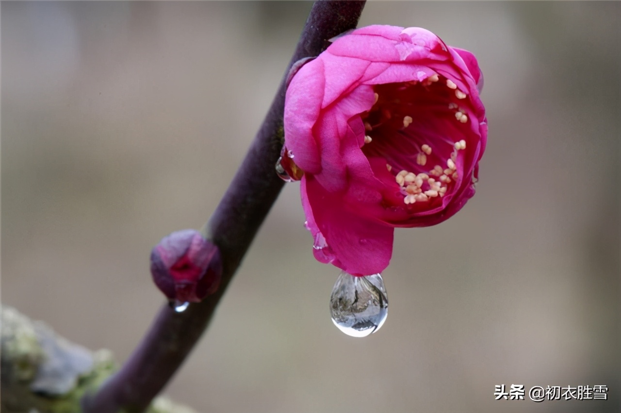 早春的古诗有哪些（描写早春的5首著名古诗）