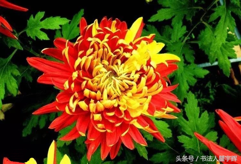 菊花诗句最出名诗句（赞美秋天菊花的诗句）