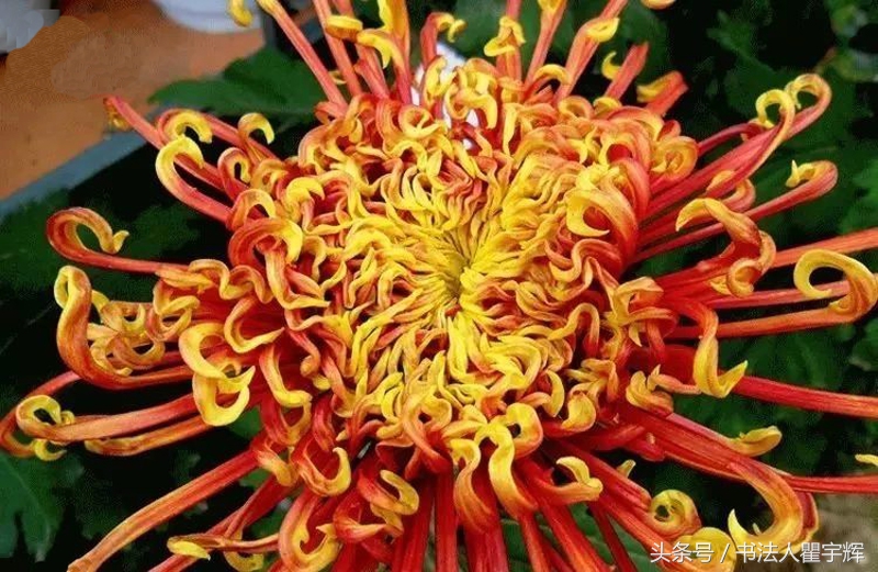 菊花诗句最出名诗句（赞美秋天菊花的诗句）