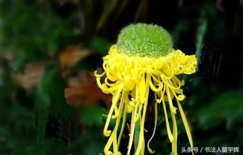 菊花诗句最出名诗句（赞美秋天菊花的诗句）