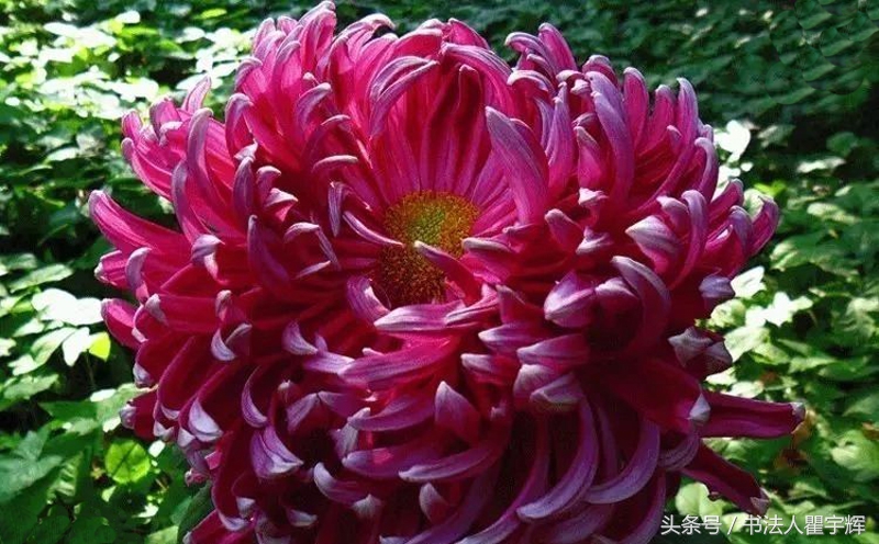 菊花诗句最出名诗句（赞美秋天菊花的诗句）