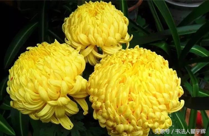 菊花诗句最出名诗句（赞美秋天菊花的诗句）