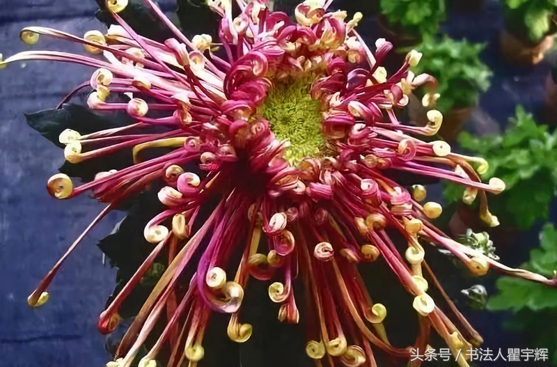 菊花诗句最出名诗句（赞美秋天菊花的诗句）