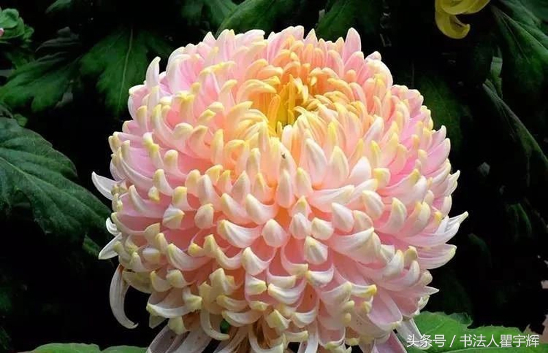 菊花诗句最出名诗句（赞美秋天菊花的诗句）