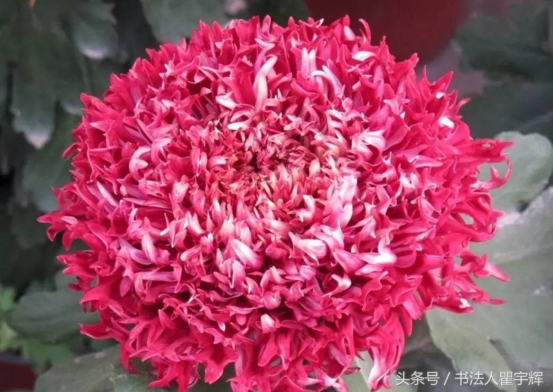 菊花诗句最出名诗句（赞美秋天菊花的诗句）