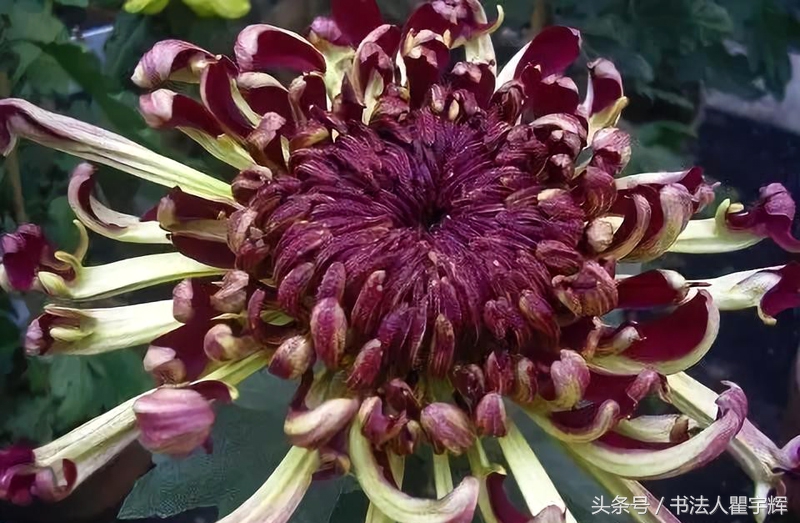 菊花诗句最出名诗句（赞美秋天菊花的诗句）