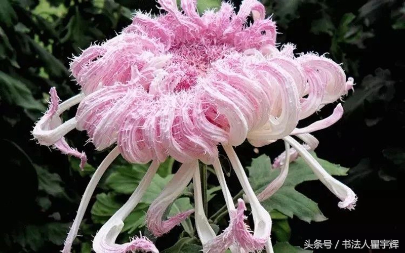 菊花诗句最出名诗句（赞美秋天菊花的诗句）