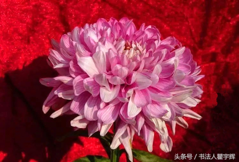 菊花诗句最出名诗句（赞美秋天菊花的诗句）