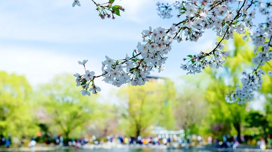 关于春天的短诗歌有哪些（春天的小诗歌简短）
