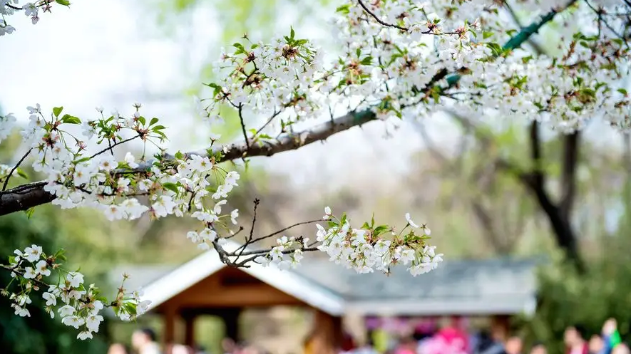 关于春天的短诗歌有哪些（春天的小诗歌简短）