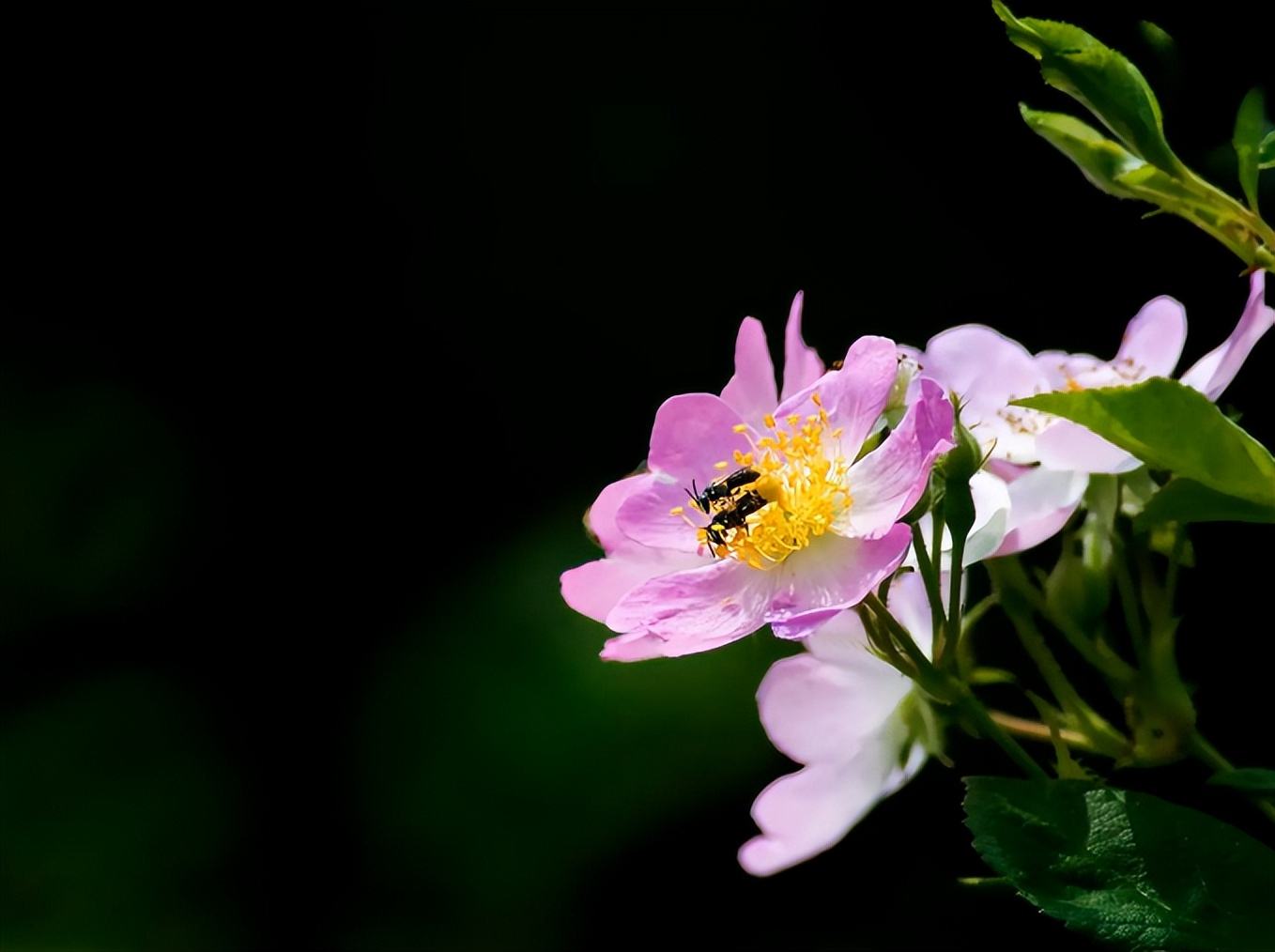 关于春天的短诗歌有哪些（春天的小诗歌简短）