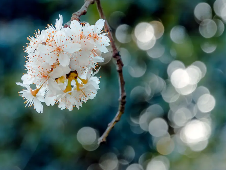 关于春天的短诗歌有哪些（春天的小诗歌简短）