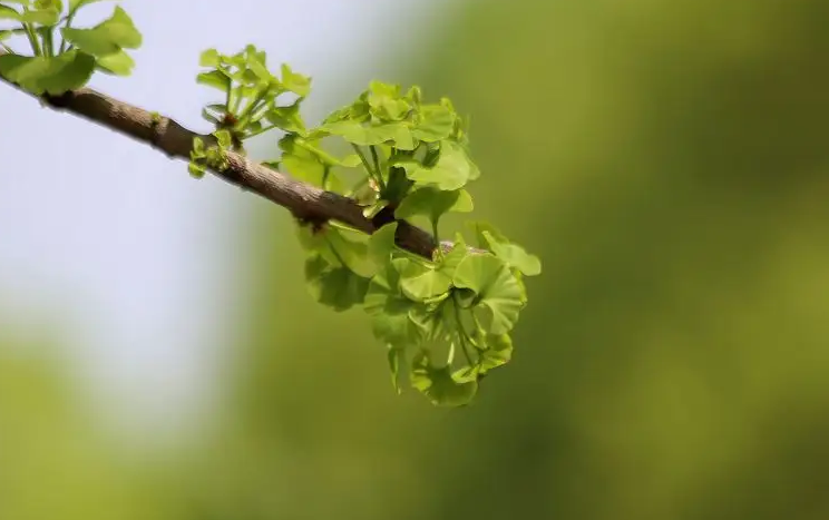 关于春天的短诗歌有哪些（春天的小诗歌简短）