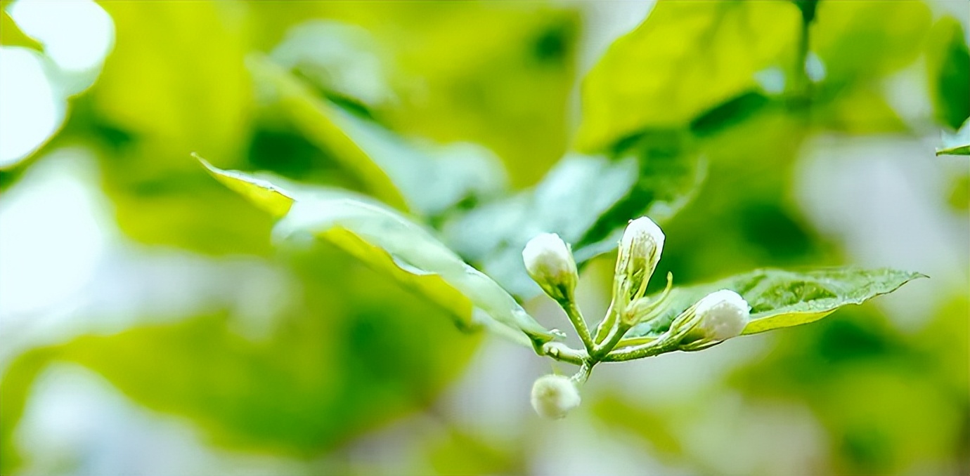 关于春天的短诗歌有哪些（春天的小诗歌简短）