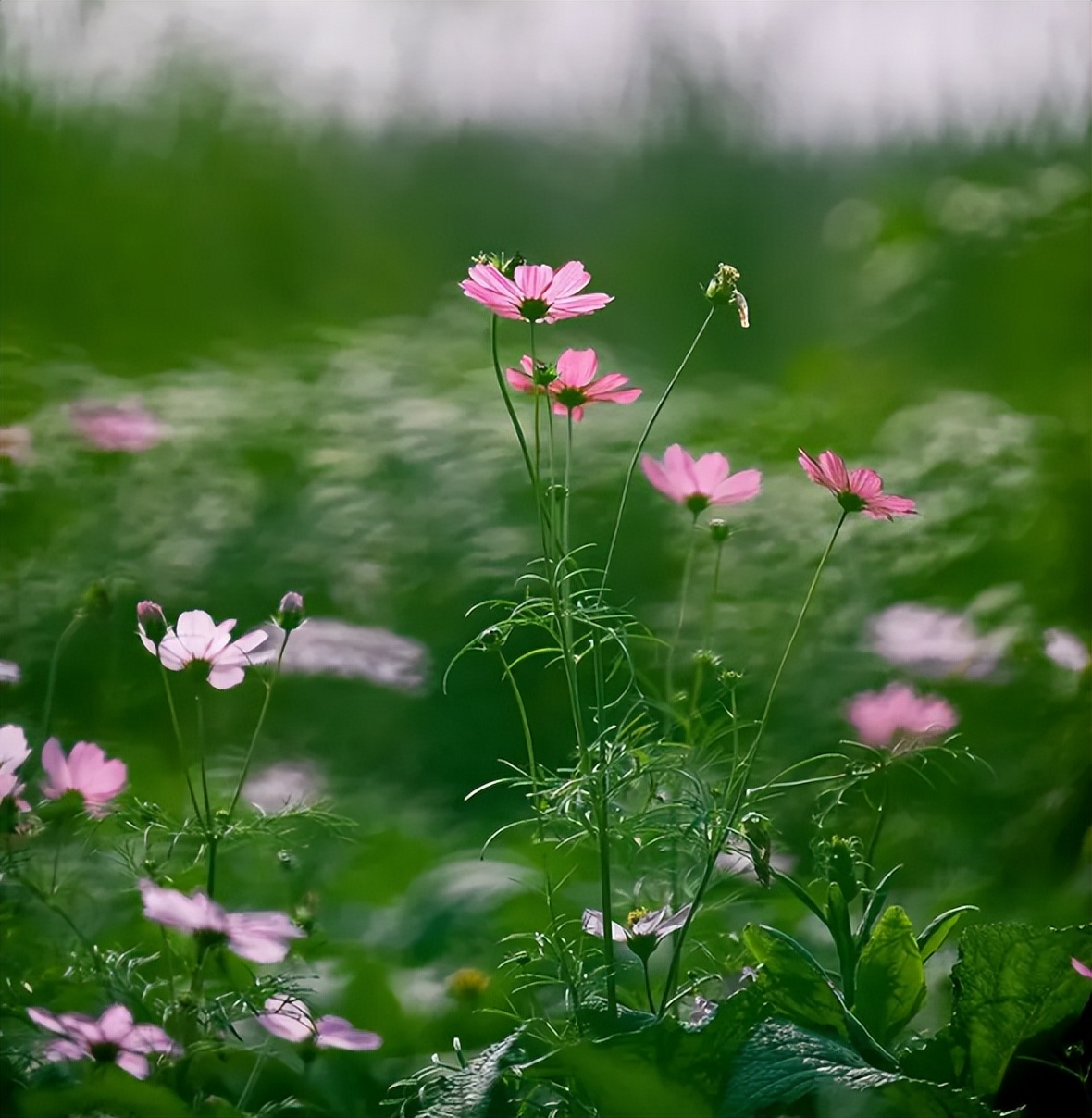 关于春天的短诗歌有哪些（春天的小诗歌简短）