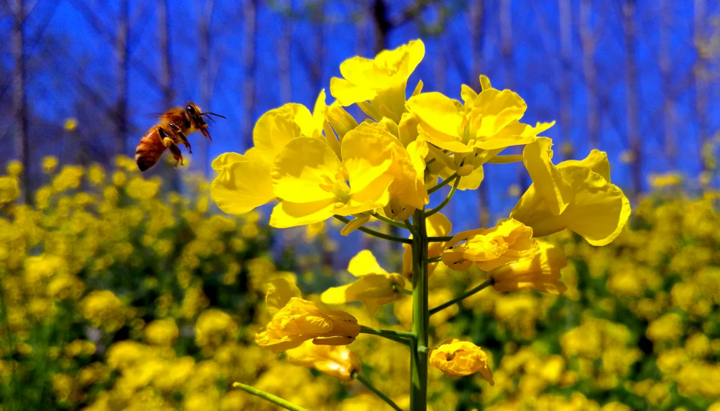关于春天的短诗歌有哪些（春天的小诗歌简短）